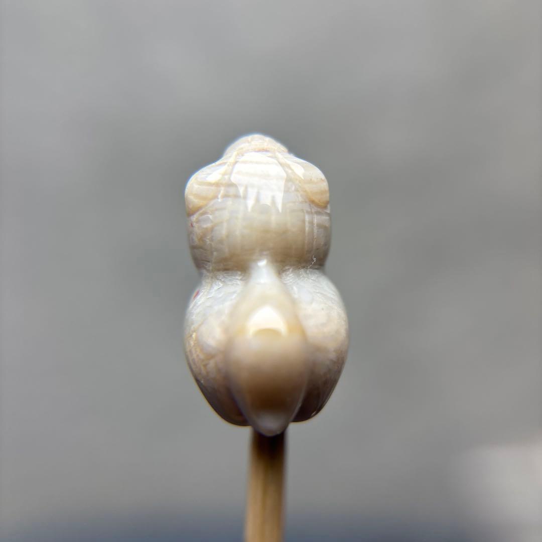 tamagoフォッシルコーラル　馬パーツ　1-146