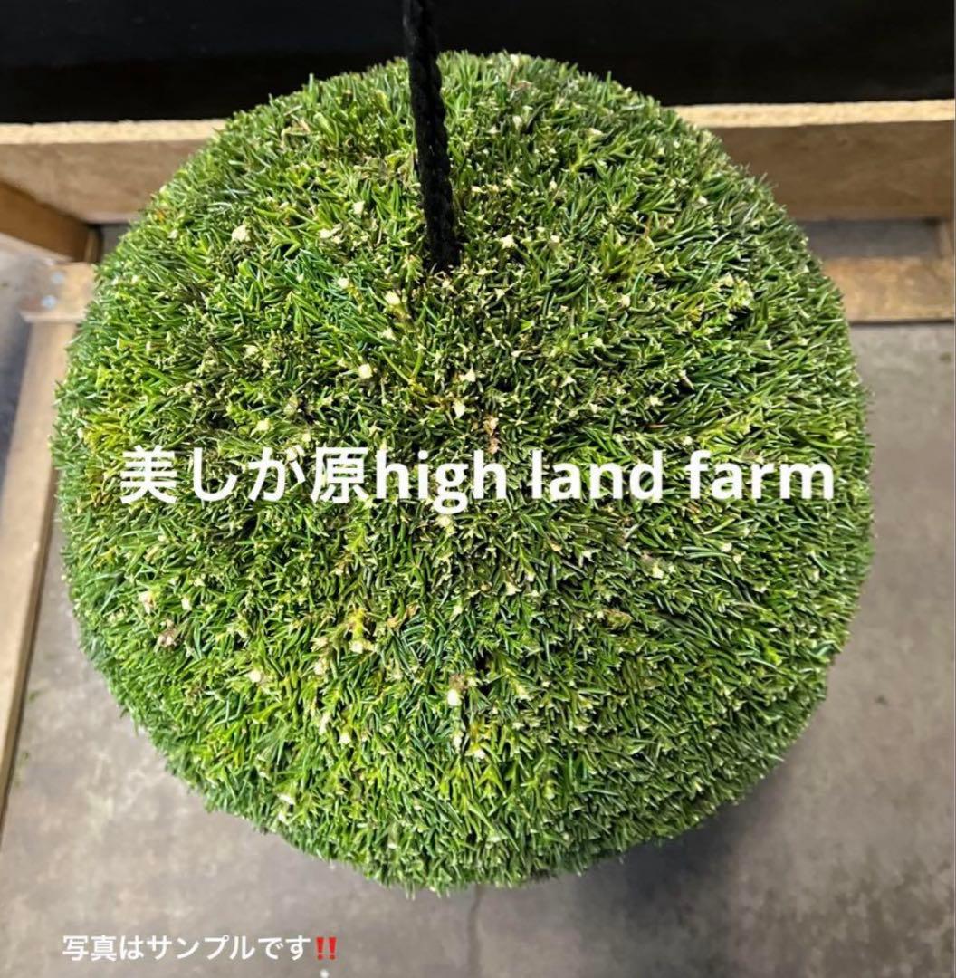 杉玉　約30センチ ‼️縁起物　丸くて幸せ　家族円満♪