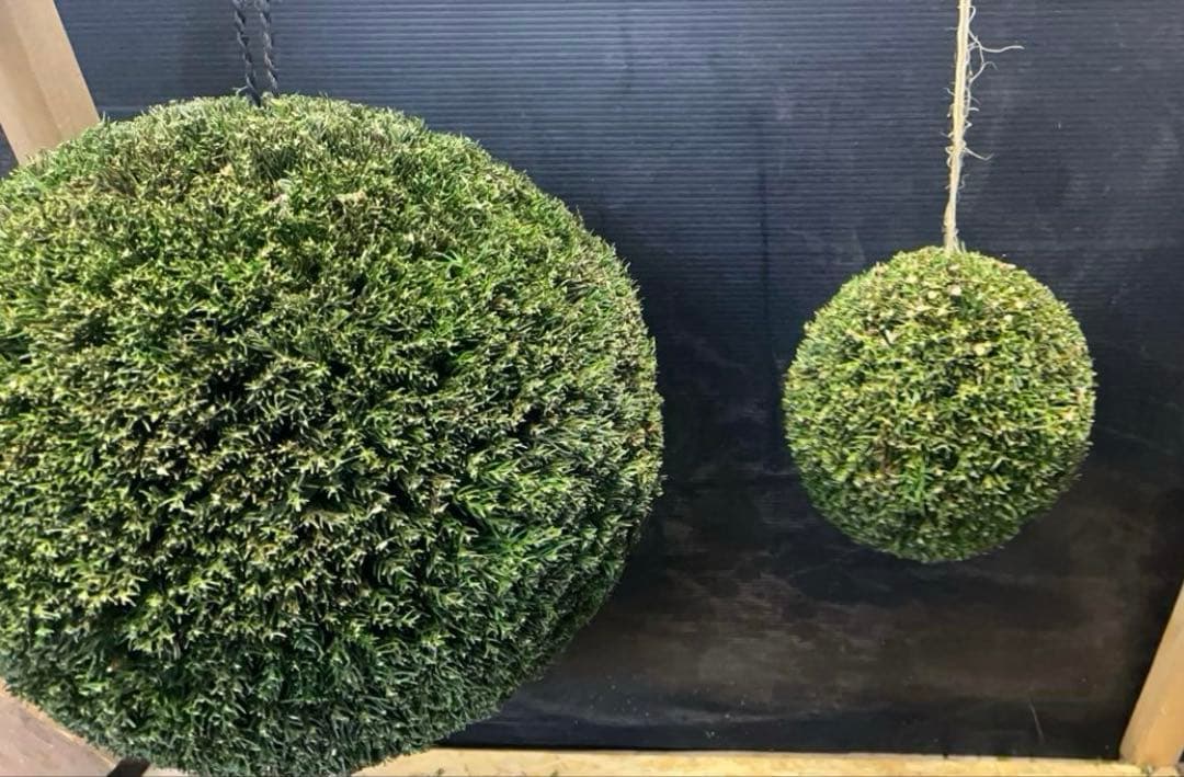 杉玉　約30センチ ‼️縁起物　丸くて幸せ　家族円満♪