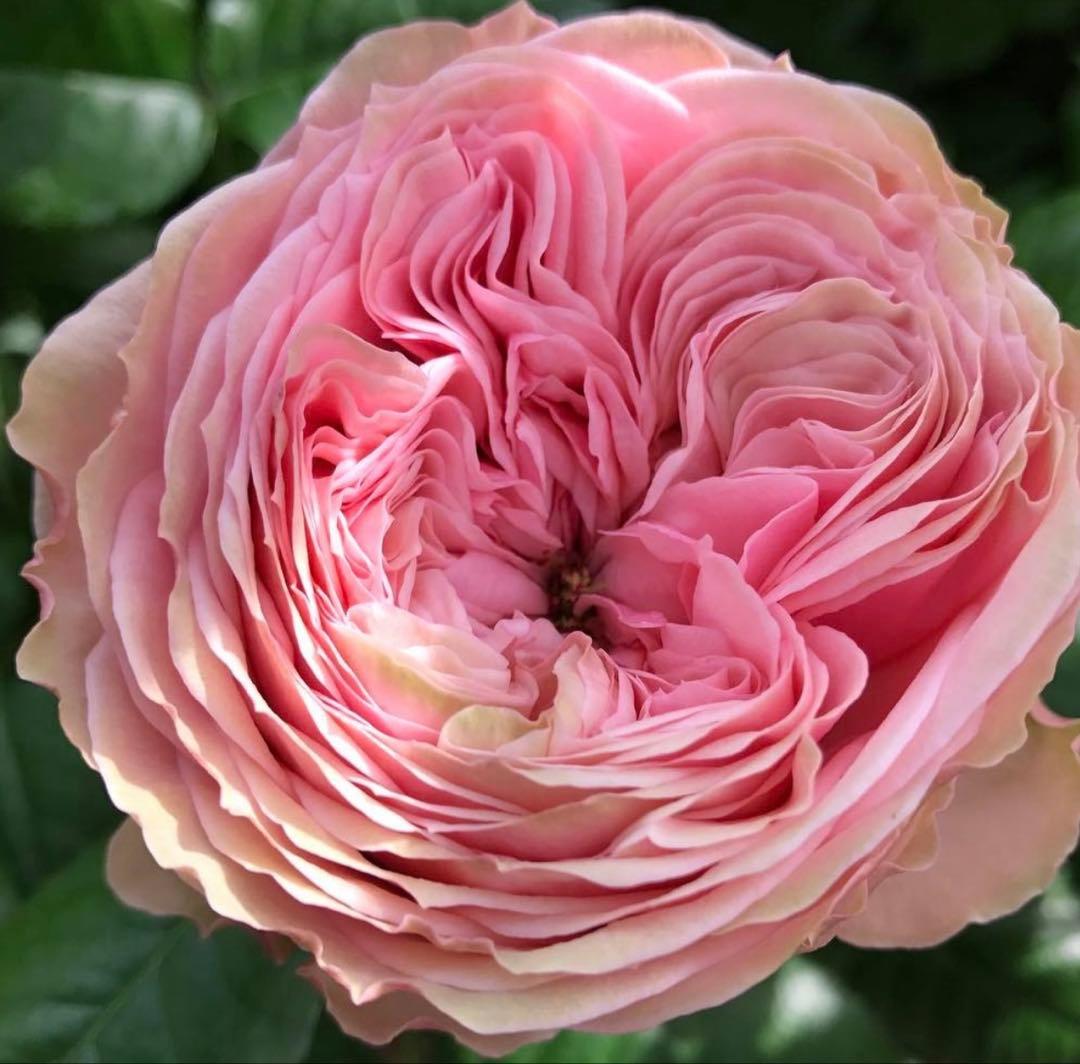 バラ苗　超レア切花品種　接木苗