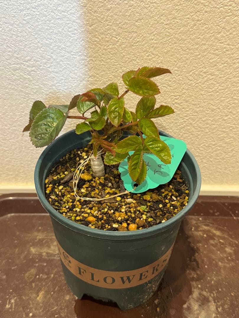 バラ苗　超レア切花品種　接木苗