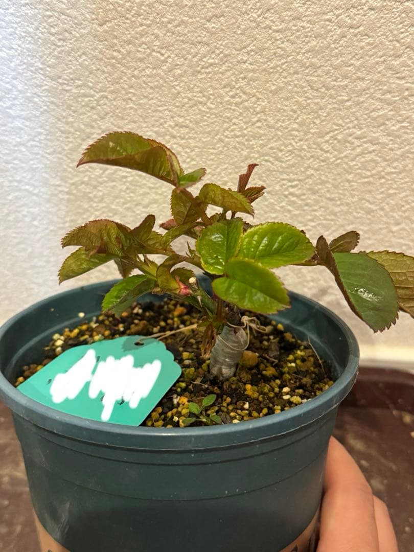 バラ苗　超レア切花品種　接木苗