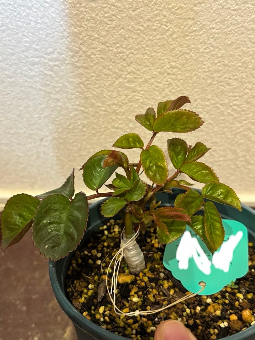 バラ苗　超レア切花品種　接木苗