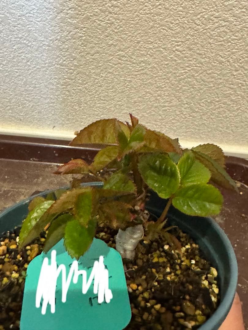 バラ苗　超レア切花品種　接木苗