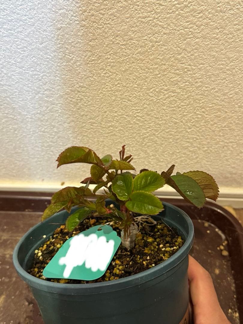 バラ苗　超レア切花品種　接木苗