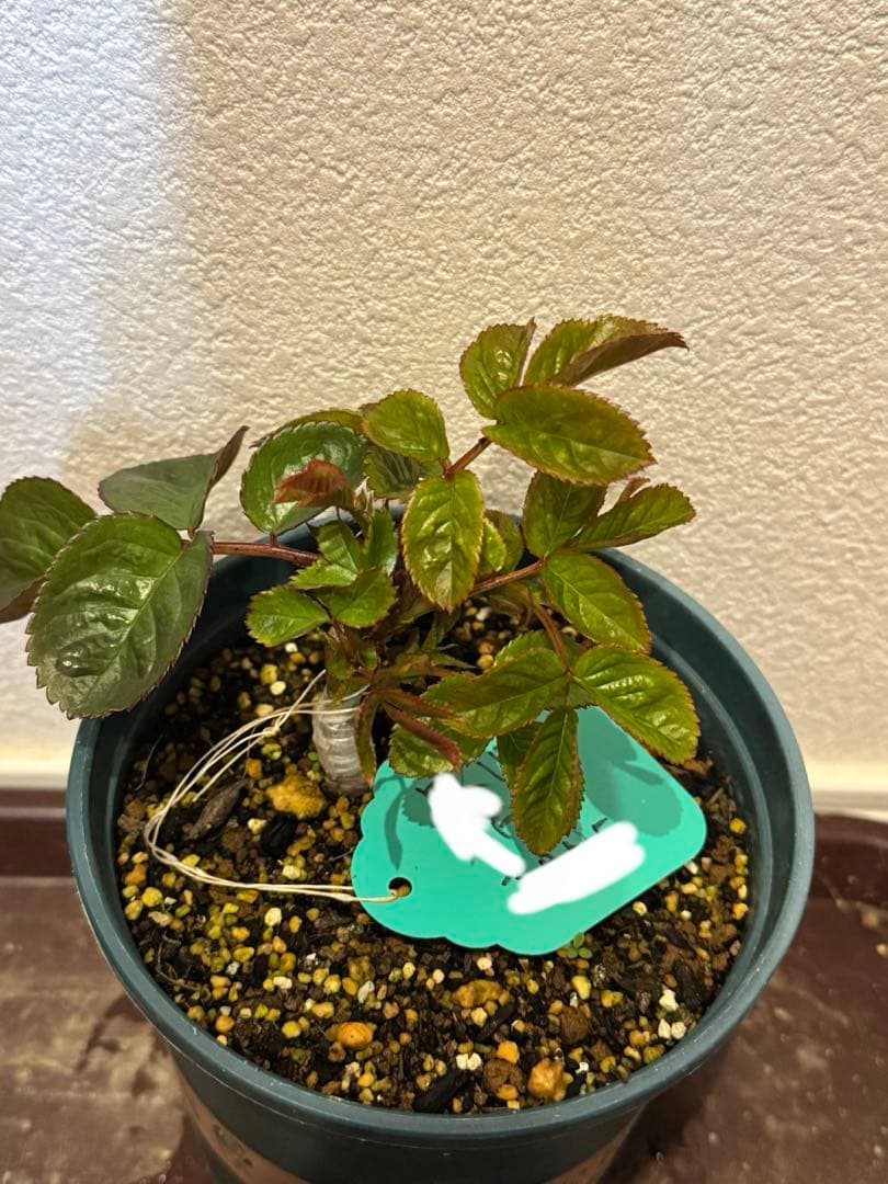 バラ苗　超レア切花品種　接木苗