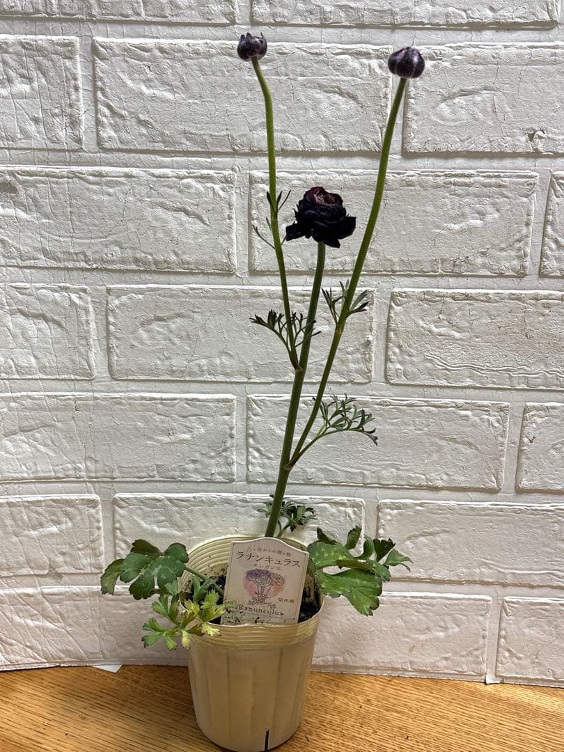 おぎママラナンキュラス♡エレガンス♡パープル他計4点♡メルカリ便