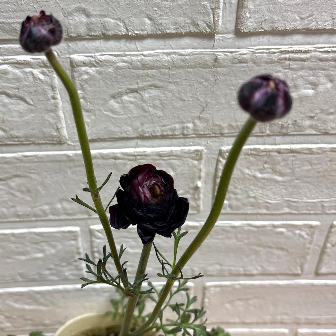 おぎママラナンキュラス♡エレガンス♡パープル他計4点♡メルカリ便