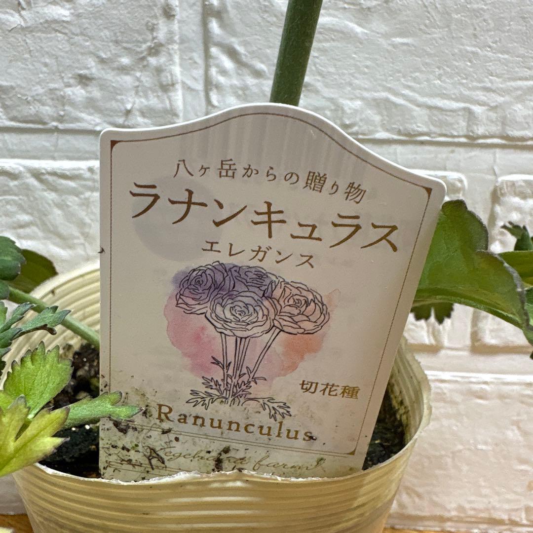 おぎママラナンキュラス♡エレガンス♡パープル他計4点♡メルカリ便