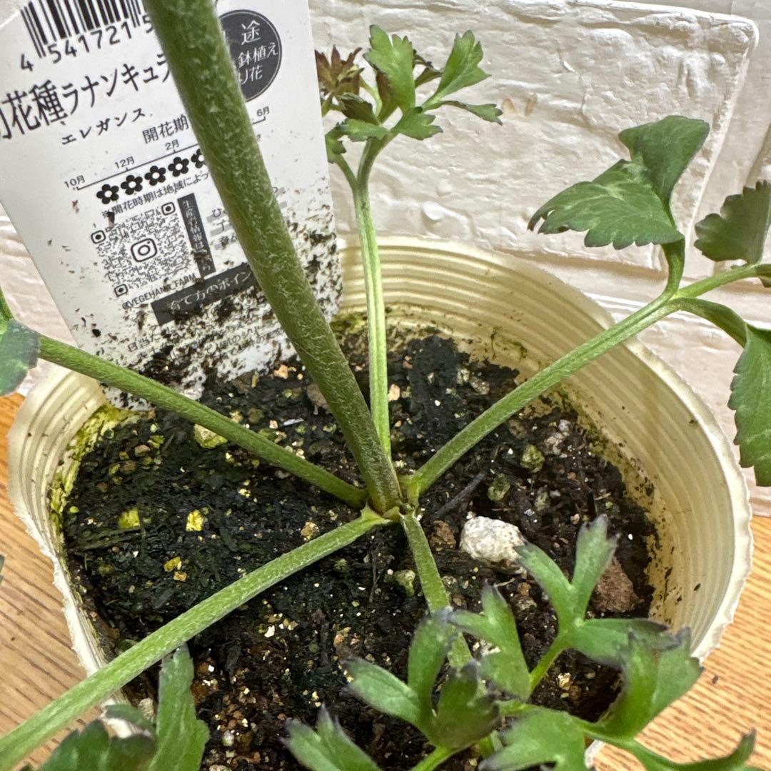 おぎママラナンキュラス♡エレガンス♡パープル他計4点♡メルカリ便