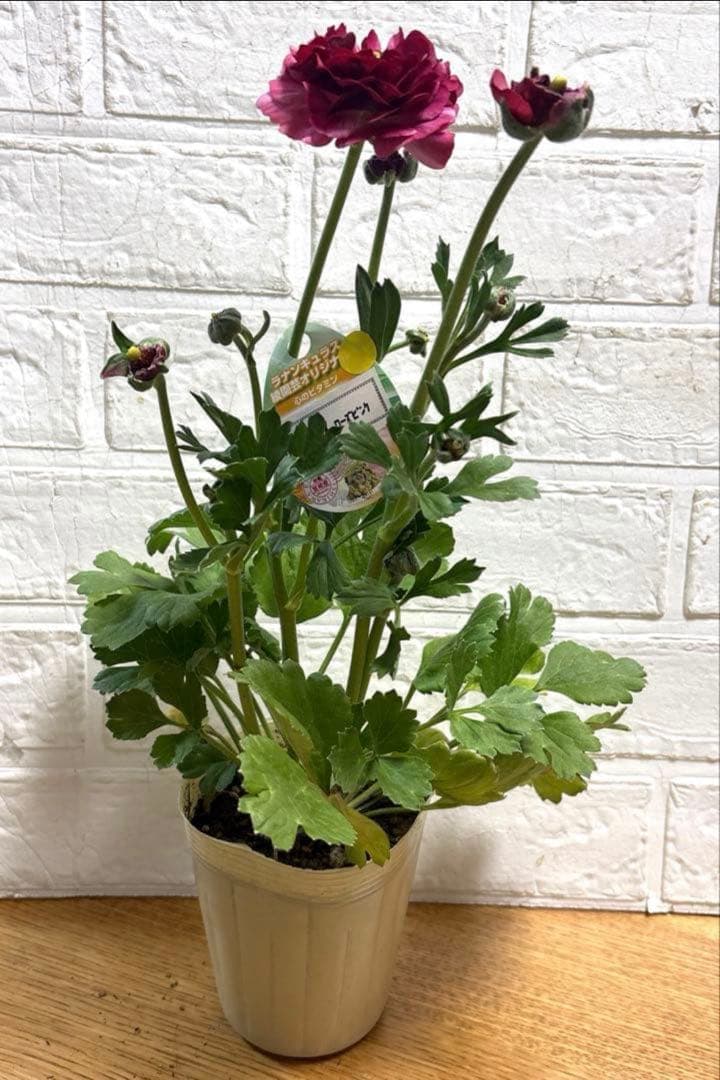 おぎママラナンキュラス♡エレガンス♡パープル他計4点♡メルカリ便