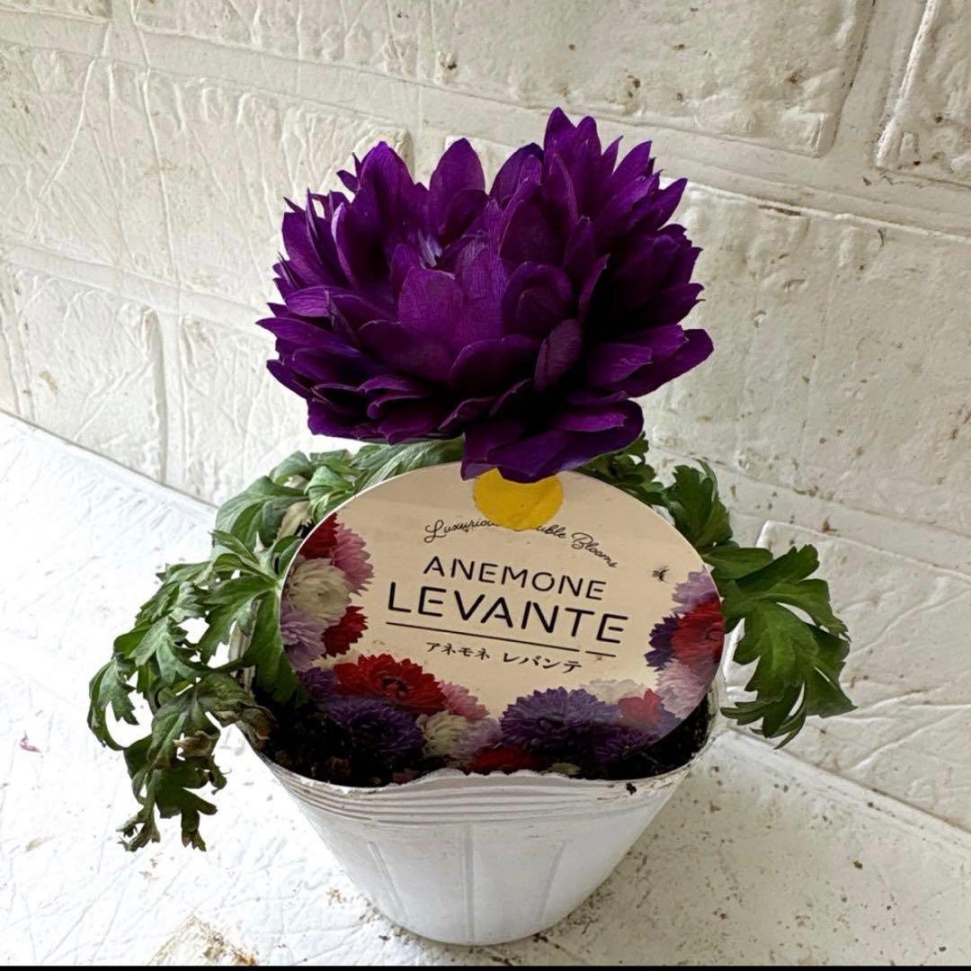 おぎママラナンキュラス♡エレガンス♡パープル他計4点♡メルカリ便