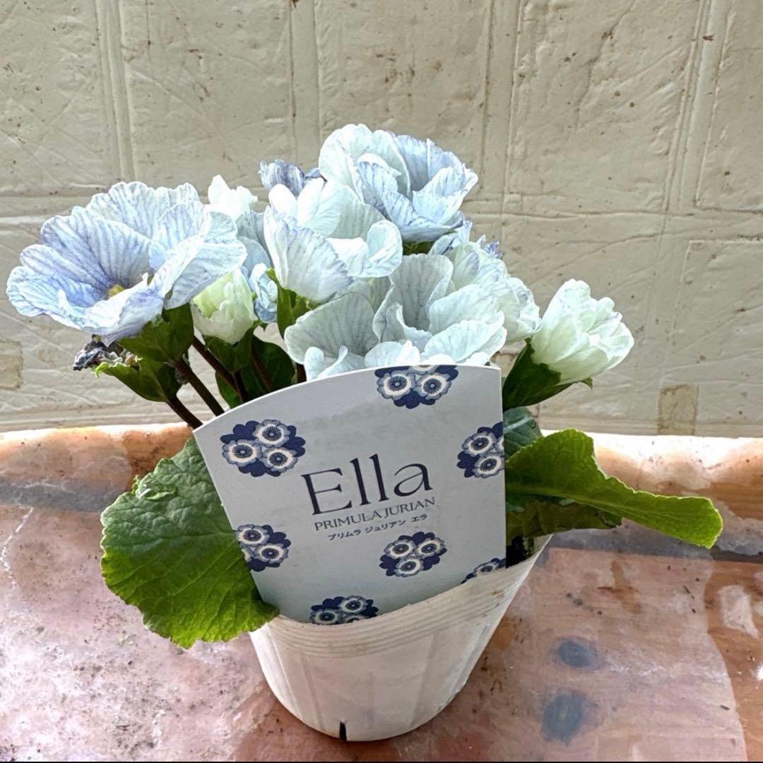 おぎママラナンキュラス♡エレガンス♡パープル他計4点♡メルカリ便