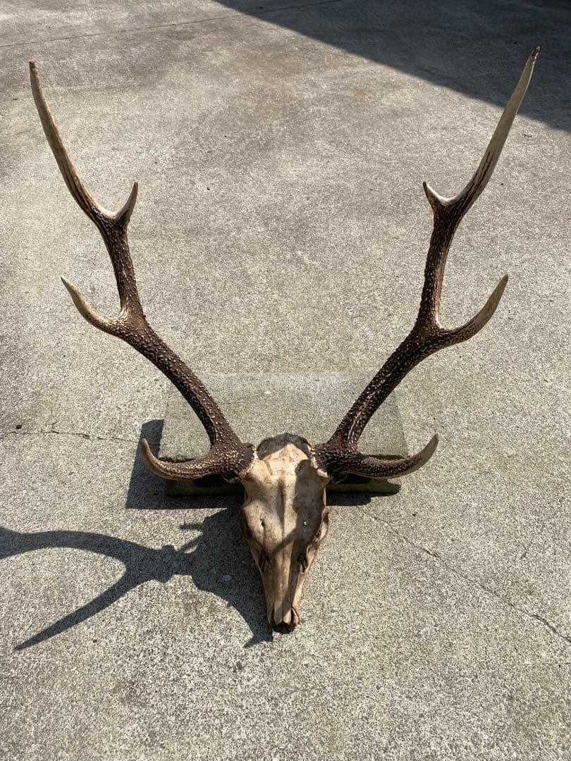 熊本県産　鹿の角　自然乾燥　値下げ可