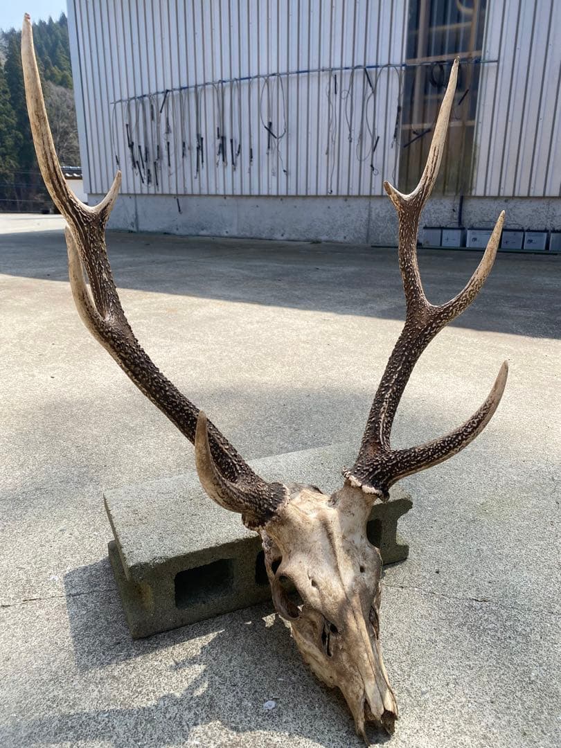 熊本県産　鹿の角　自然乾燥　値下げ可
