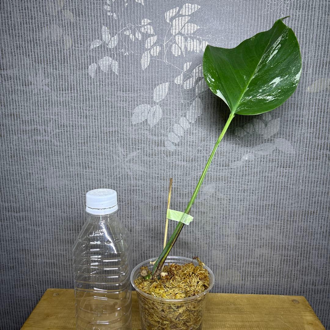 モンステラ　ボルシギアナ　セブブルーミント