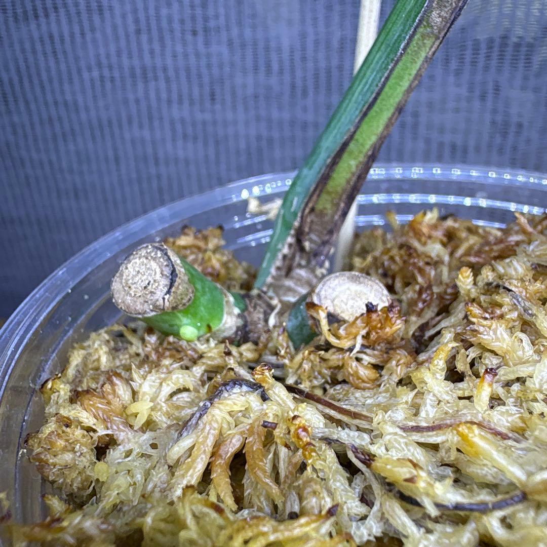 モンステラ　ボルシギアナ　セブブルーミント