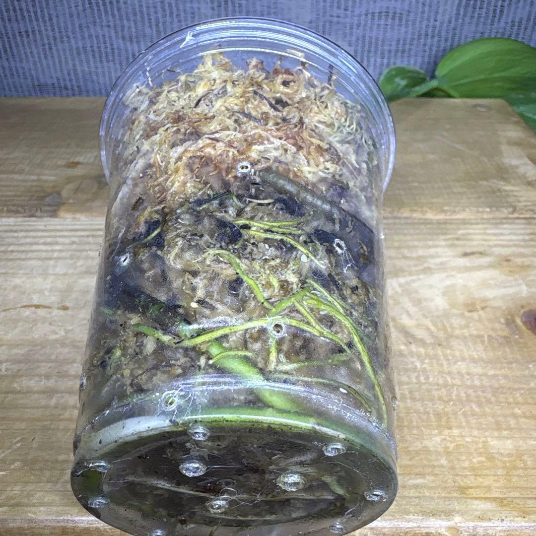 モンステラ　ボルシギアナ　セブブルーミント