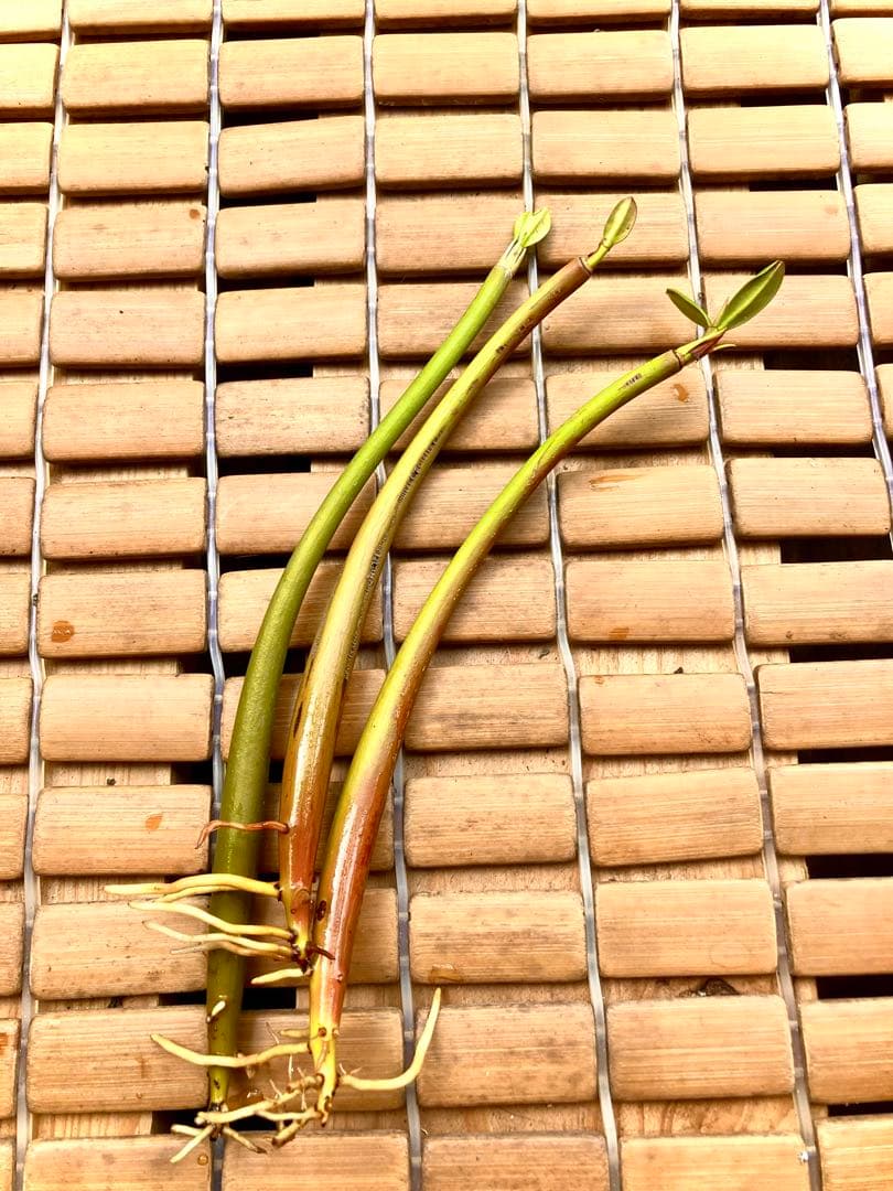 大きめ発芽苗　30本