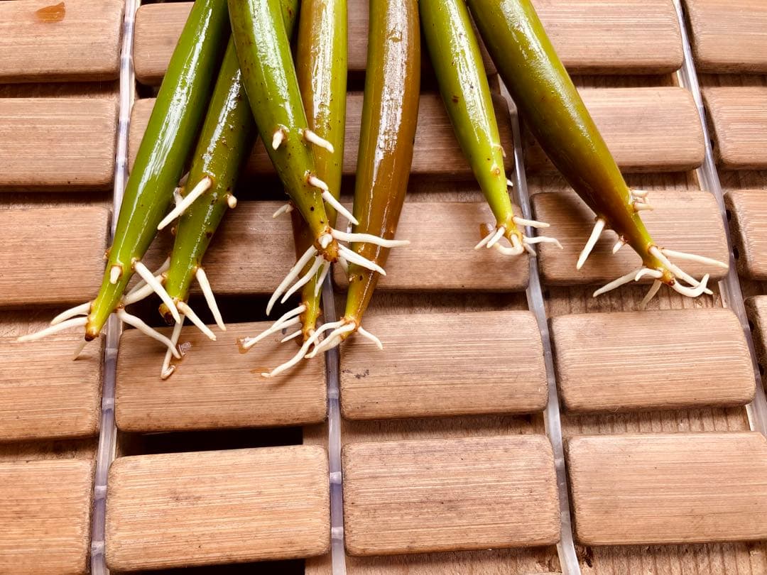 大きめ発芽苗　30本