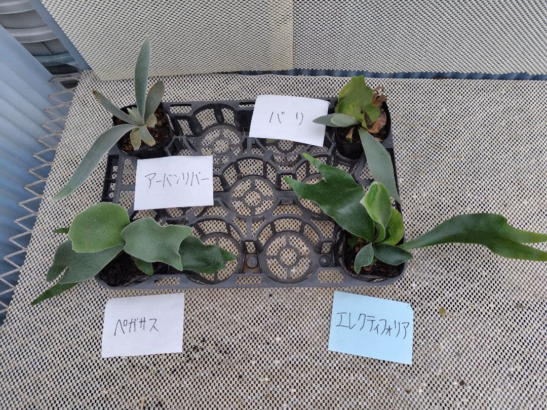 Cocobecca　コウモリラン（ビカクシダ）4品種　3.5寸ポット