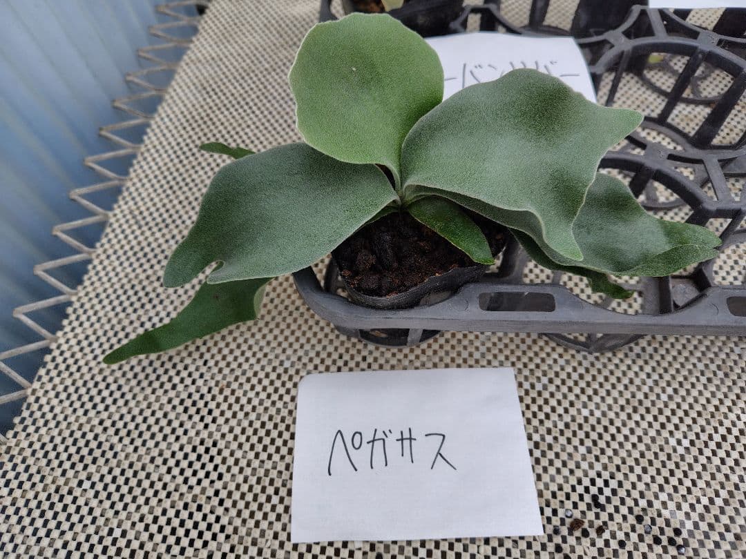 Cocobecca　コウモリラン（ビカクシダ）4品種　3.5寸ポット