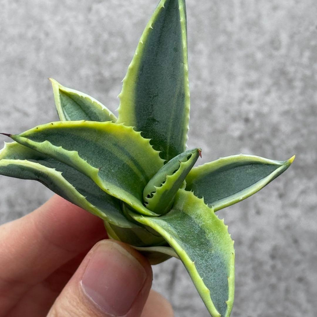 ら*ん様 多肉植物・アガベ・リップルエフェクト・天芽美株・コレクション株