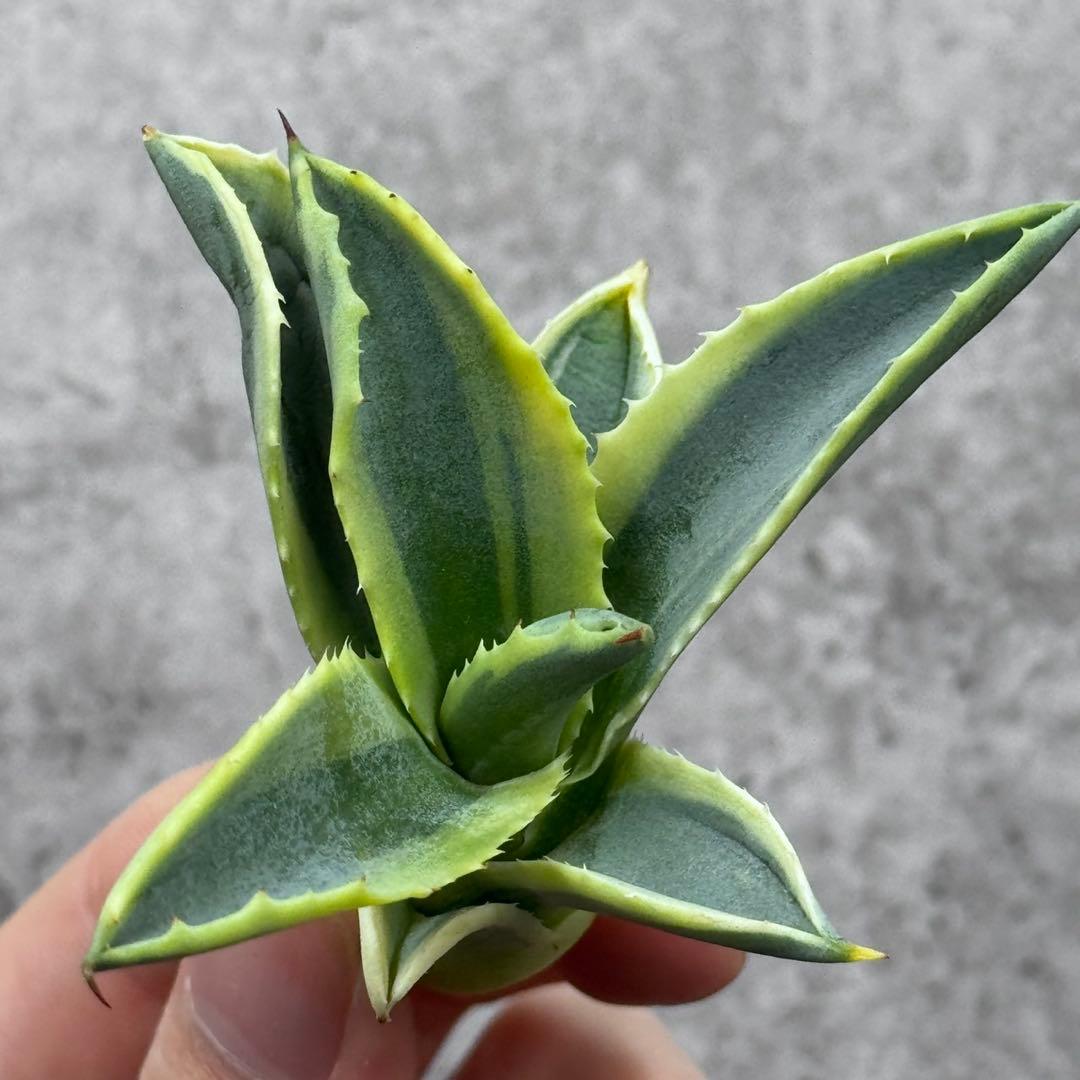 ら*ん様 多肉植物・アガベ・リップルエフェクト・天芽美株・コレクション株