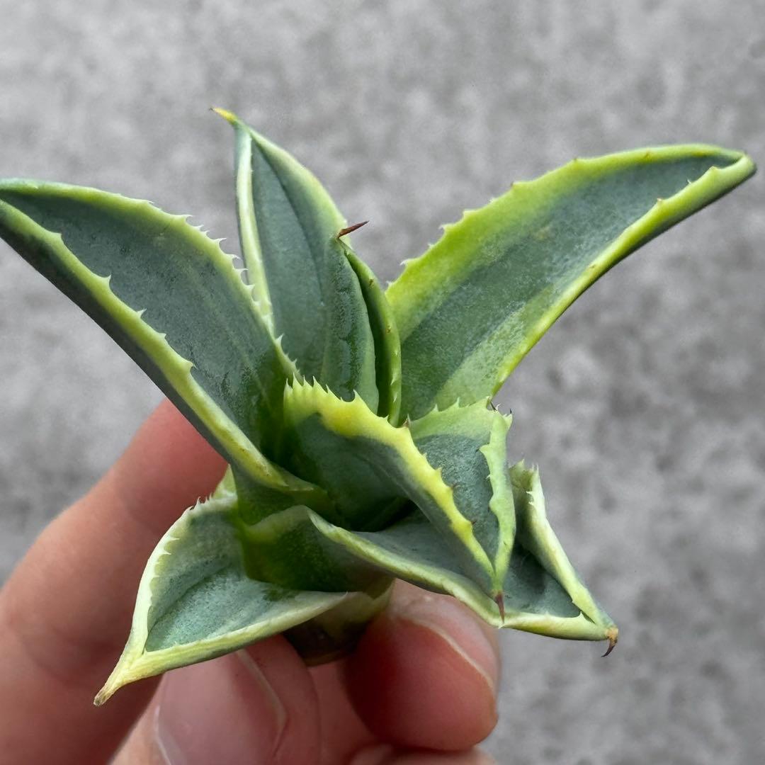 ら*ん様 多肉植物・アガベ・リップルエフェクト・天芽美株・コレクション株