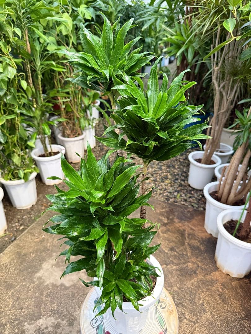 【特級品】【特大極上苗】ドラセナ コンパクタ 7号鉢 コンパクター多め個体