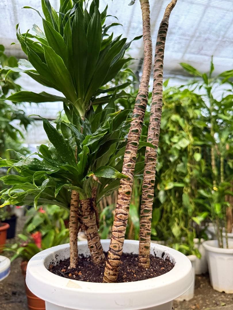 【特級品】【特大極上苗】ドラセナ コンパクタ 7号鉢 コンパクター多め個体