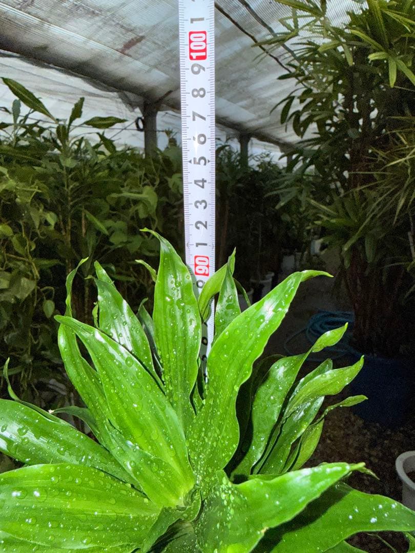 【特級品】【特大極上苗】ドラセナ コンパクタ 7号鉢 コンパクター多め個体