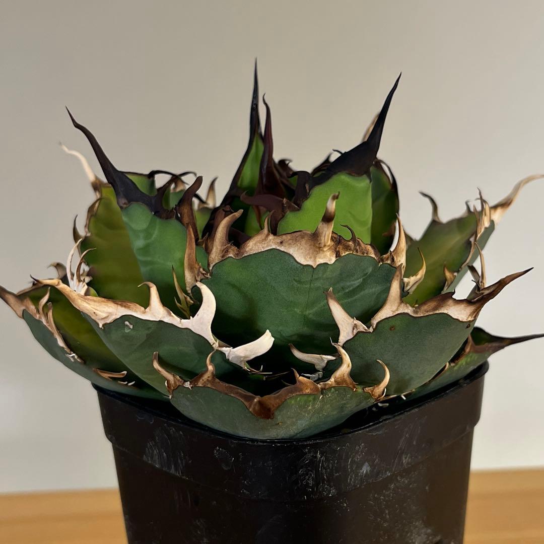 アガベチタノタハデス　現品鉢ごと発送