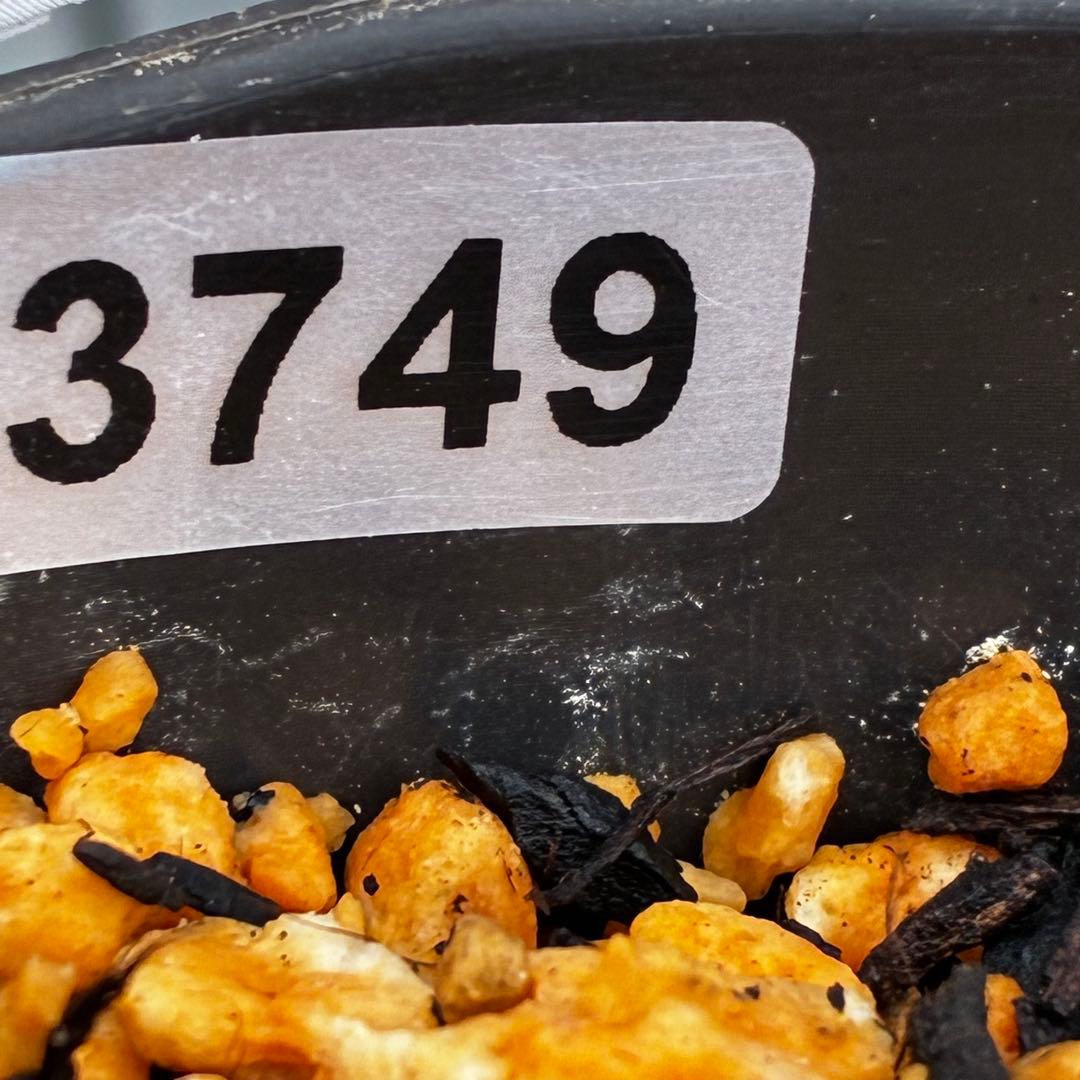 3749⭐️紅ピンクオーレア⭐️小輪⭐️裏ベイン⭐️コンパクト⭐️広瀬園芸⭐️