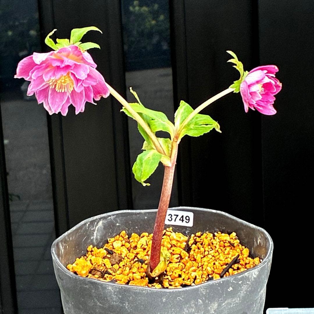 3749⭐️紅ピンクオーレア⭐️小輪⭐️裏ベイン⭐️コンパクト⭐️広瀬園芸⭐️