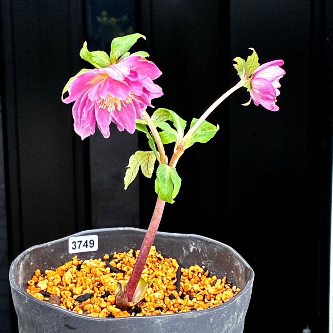3749⭐️紅ピンクオーレア⭐️小輪⭐️裏ベイン⭐️コンパクト⭐️広瀬園芸⭐️
