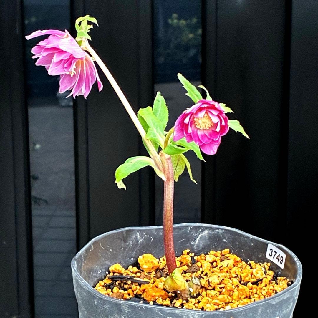 3749⭐️紅ピンクオーレア⭐️小輪⭐️裏ベイン⭐️コンパクト⭐️広瀬園芸⭐️