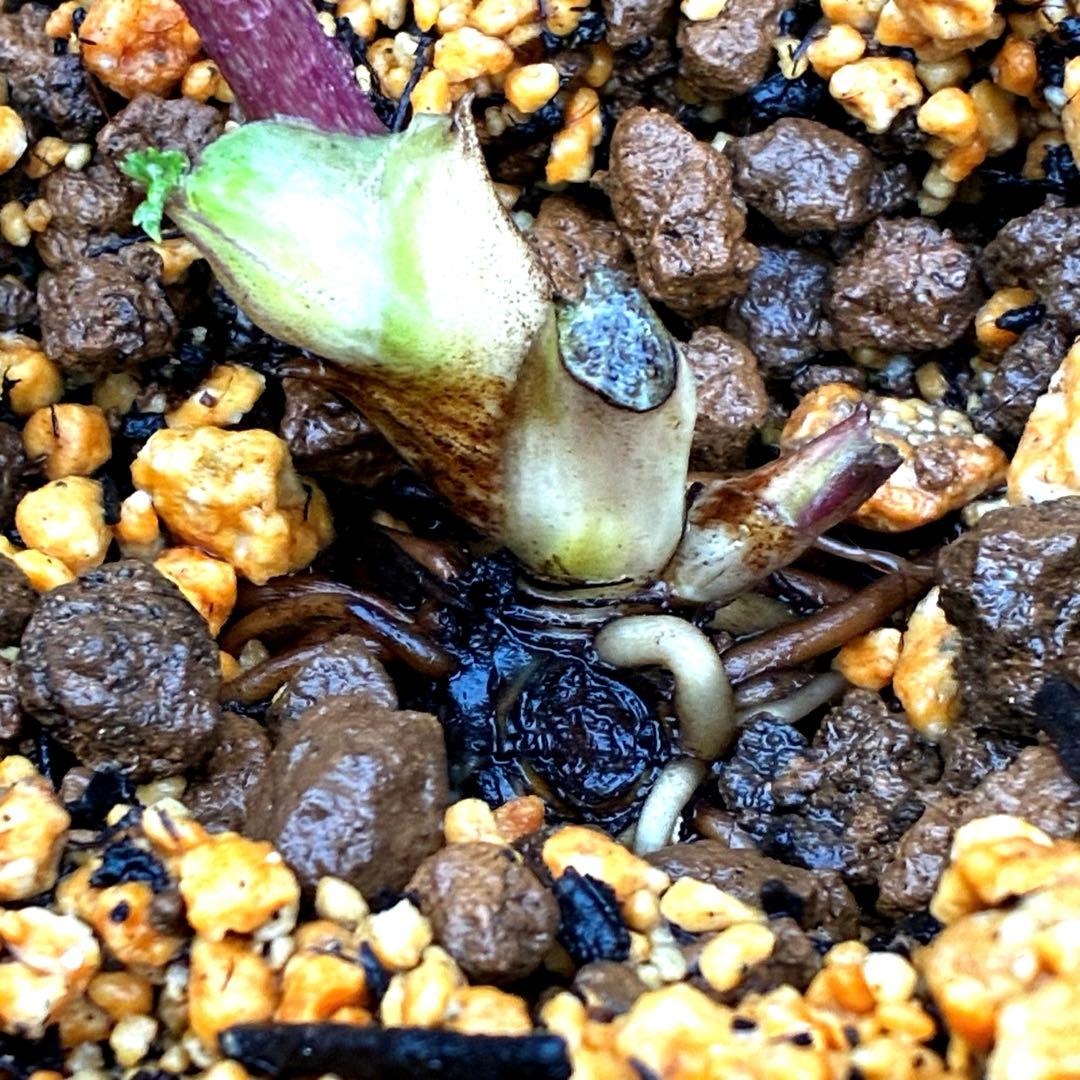 3749⭐️紅ピンクオーレア⭐️小輪⭐️裏ベイン⭐️コンパクト⭐️広瀬園芸⭐️