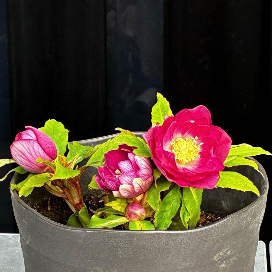 3749⭐️紅ピンクオーレア⭐️小輪⭐️裏ベイン⭐️コンパクト⭐️広瀬園芸⭐️