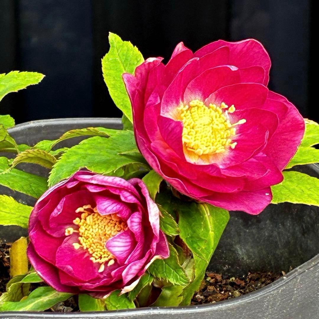 3749⭐️紅ピンクオーレア⭐️小輪⭐️裏ベイン⭐️コンパクト⭐️広瀬園芸⭐️