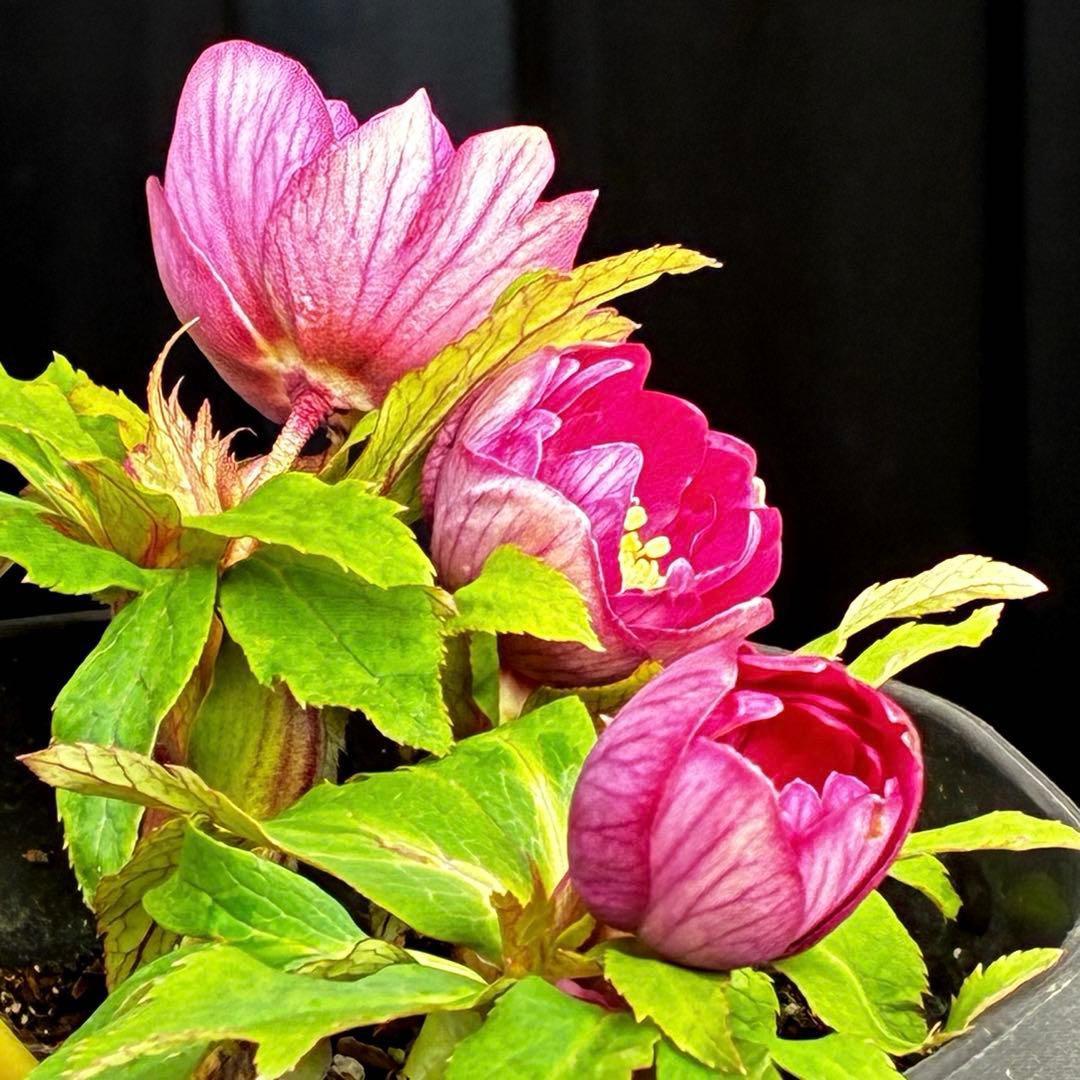 3749⭐️紅ピンクオーレア⭐️小輪⭐️裏ベイン⭐️コンパクト⭐️広瀬園芸⭐️