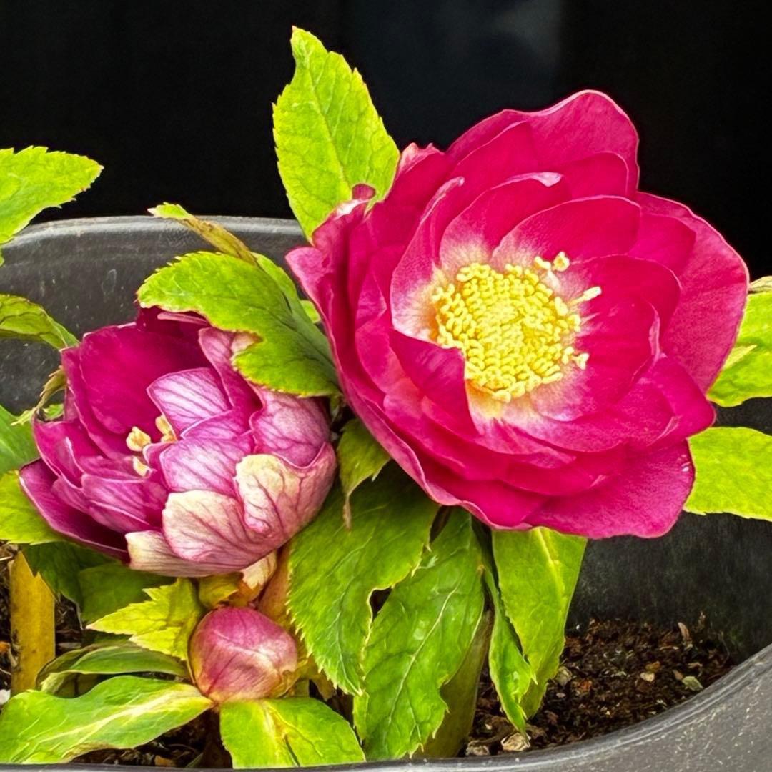 3749⭐️紅ピンクオーレア⭐️小輪⭐️裏ベイン⭐️コンパクト⭐️広瀬園芸⭐️