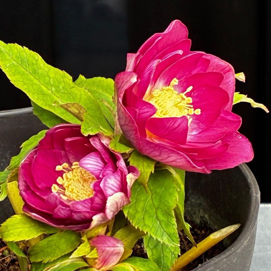 3749⭐️紅ピンクオーレア⭐️小輪⭐️裏ベイン⭐️コンパクト⭐️広瀬園芸⭐️