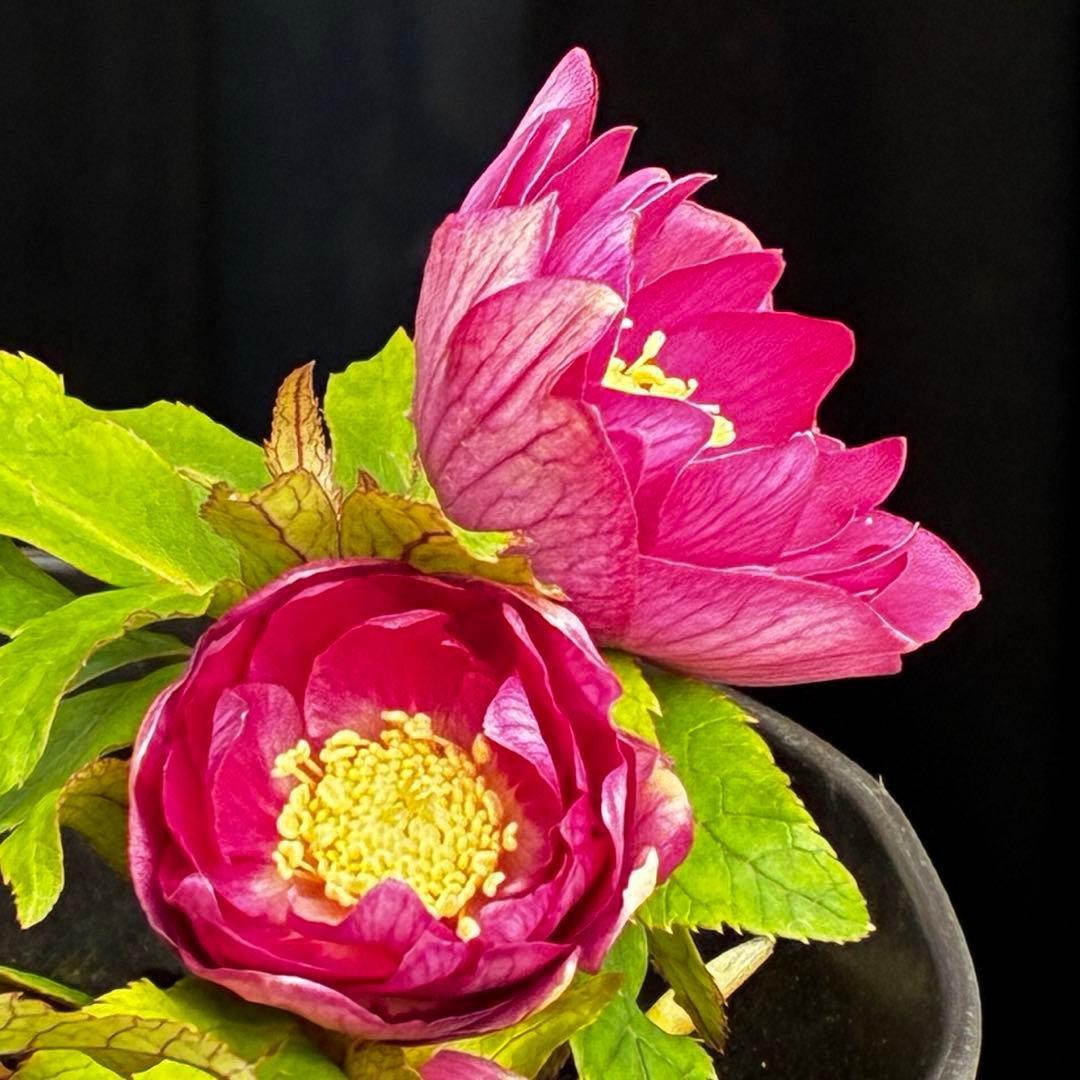 3749⭐️紅ピンクオーレア⭐️小輪⭐️裏ベイン⭐️コンパクト⭐️広瀬園芸⭐️