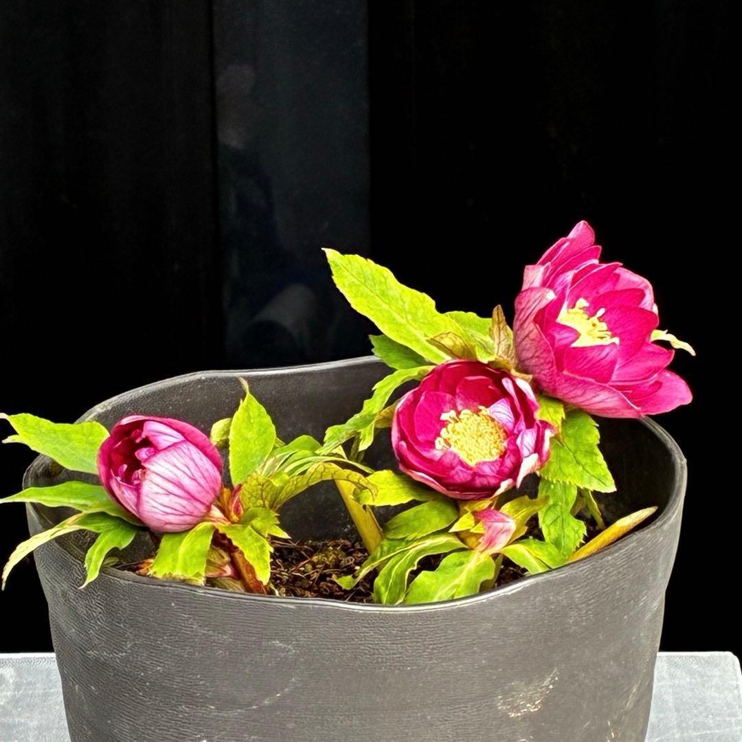 3749⭐️紅ピンクオーレア⭐️小輪⭐️裏ベイン⭐️コンパクト⭐️広瀬園芸⭐️