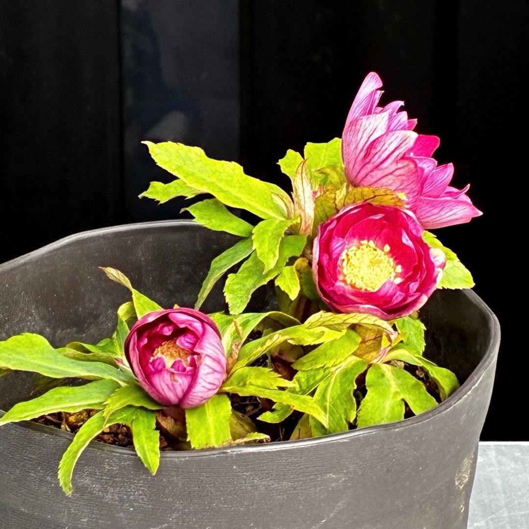 3749⭐️紅ピンクオーレア⭐️小輪⭐️裏ベイン⭐️コンパクト⭐️広瀬園芸⭐️