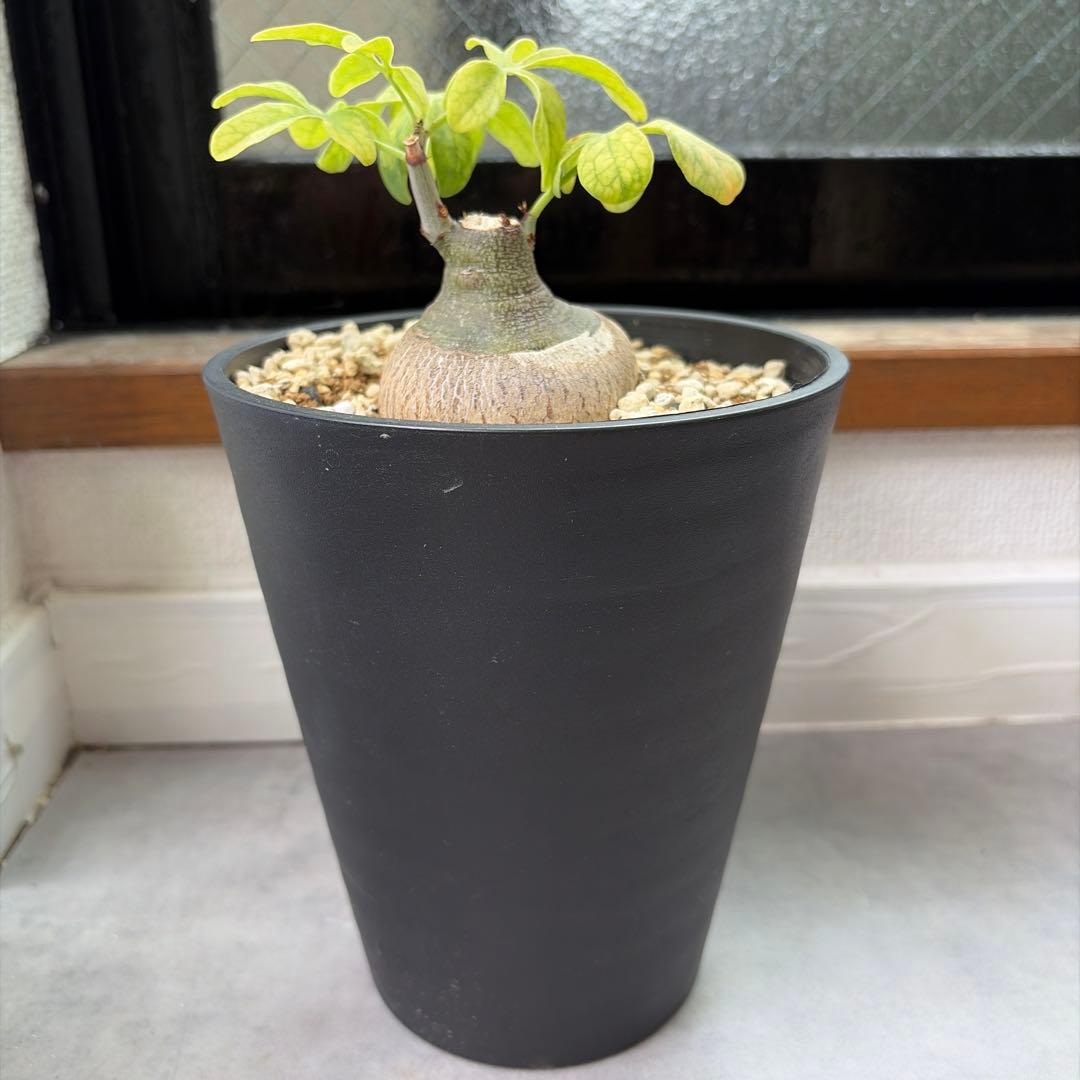 アデニア グラウカ 実生 Adenia glauca