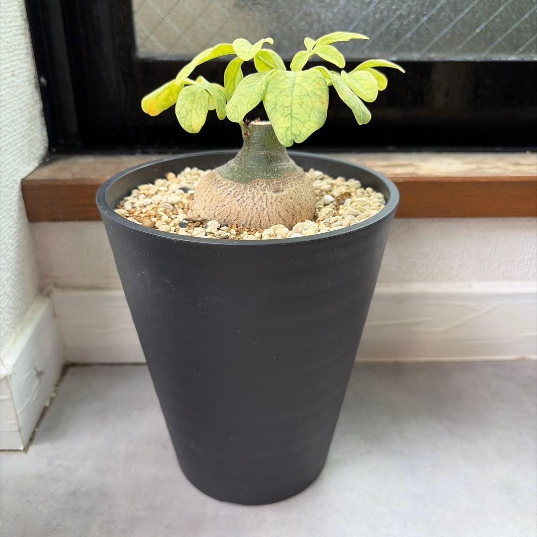 アデニア グラウカ 実生 Adenia glauca