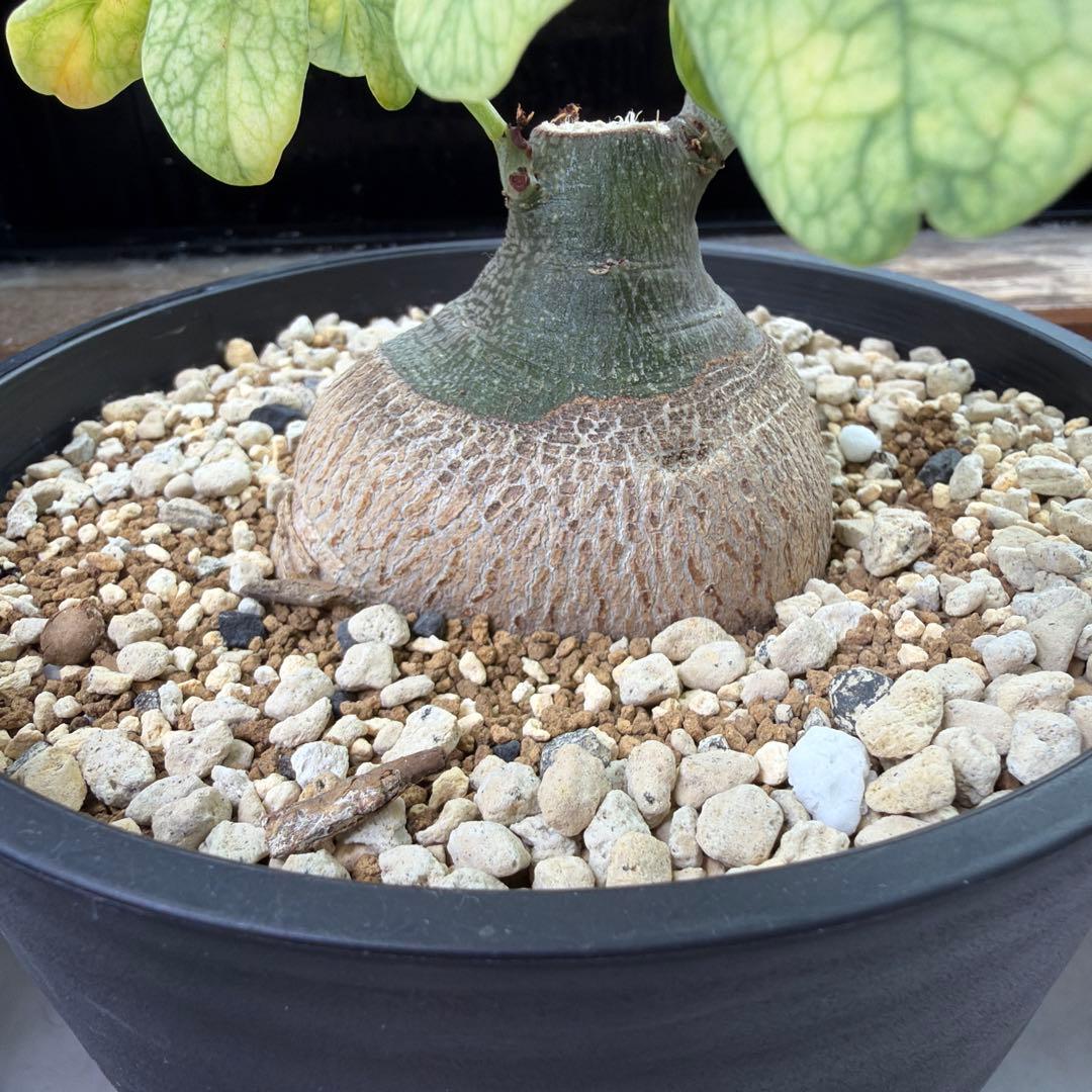 アデニア グラウカ 実生 Adenia glauca