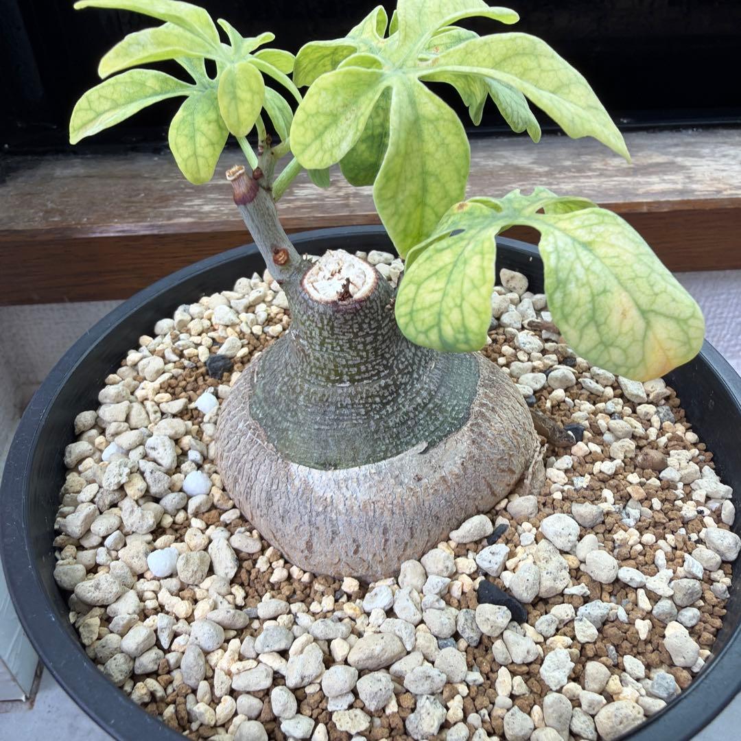 アデニア グラウカ 実生 Adenia glauca